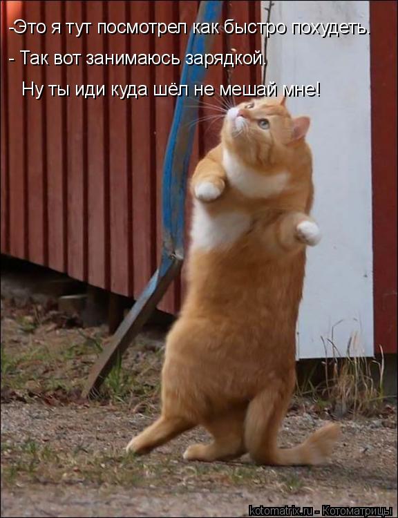 -Это я тут посмотрел как быстро похудеть. - Так вот занимаюсь зарядкой. Ну ты иди куда шёл не мешай м... Котоматрица: -Это я тут посмотрел как быстро похудеть. - Так вот занимаюсь зарядкой. Ну ты иди куда шёл не мешай мне!