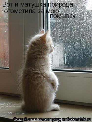 Вот и матушка природа отомстила за мою помывку....... Котоматрица: Вот и матушка природа отомстила за мою помывку....