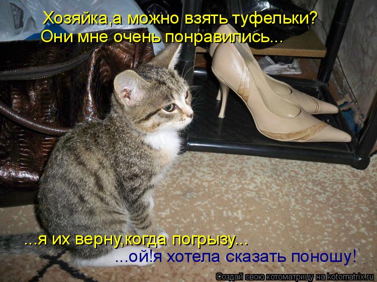Хозяйка,а можно взять туфельки? Они мне очень понравились... ...я их верну,когда погрызу... ...ой!я х... Котоматрица: Хозяйка,а можно взять туфельки? Они мне очень понравились... ...я их верну,когда погрызу... ...ой!я хотела сказать поношу!