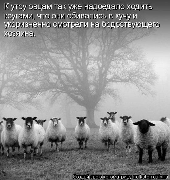 К утру овцам так уже надоедало ходить кругами, что они сбивались в кучу и укоризненно смотрели на бод... Котоматрица: К утру овцам так уже надоедало ходить кругами, что они сбивались в кучу и укоризненно смотрели на бодрствующего хозяина.