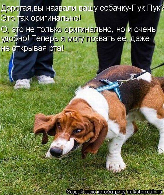 Дорогая,вы назвали вашу собачку-Пук Пук? Это так оригинально! О, это не только оригинально, но и оче... Котоматрица: Дорогая,вы назвали вашу собачку-Пук Пук? Это так оригинально! О, это не только оригинально, но и очень удобно! Теперь я могу позвать ее, даже