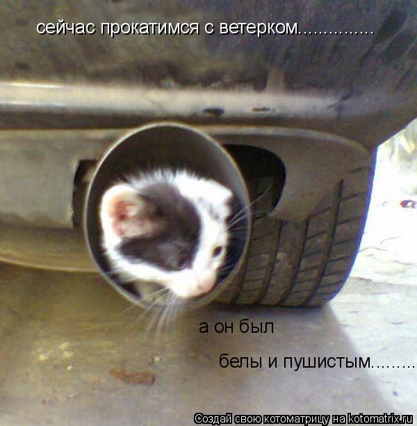 сейчас прокатимся с ветерком............... а он был белы и пушистым............ Котоматрица: сейчас прокатимся с ветерком............... а он был белы и пушистым.........