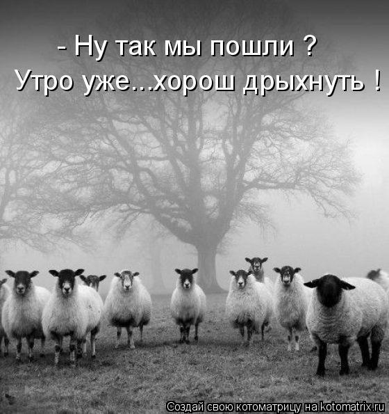 - Ну так мы пошли ? Утро уже...хорош дрыхнуть !... Котоматрица: - Ну так мы пошли ? Утро уже...хорош дрыхнуть !