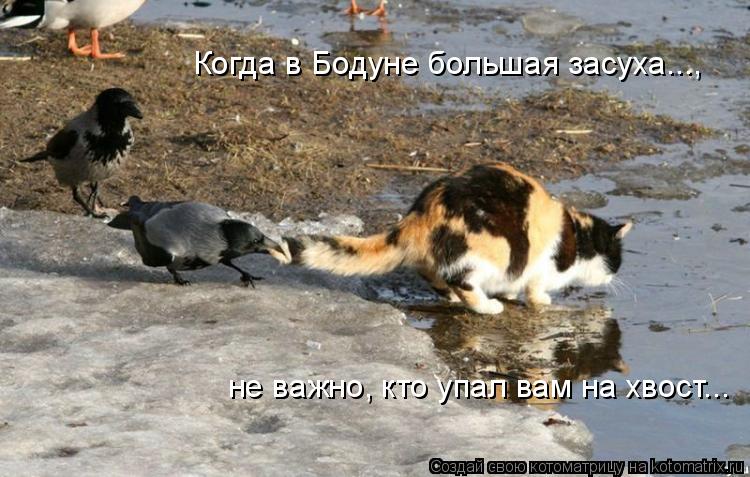 Когда в Бодуне большая засуха..., не важно, кто упал вам на хвост...... Котоматрица: Когда в Бодуне большая засуха..., не важно, кто упал вам на хвост...
