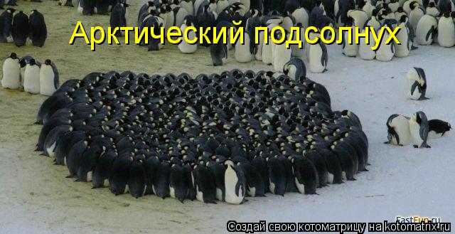 Арктический подсолнух... Котоматрица: Арктический подсолнух
