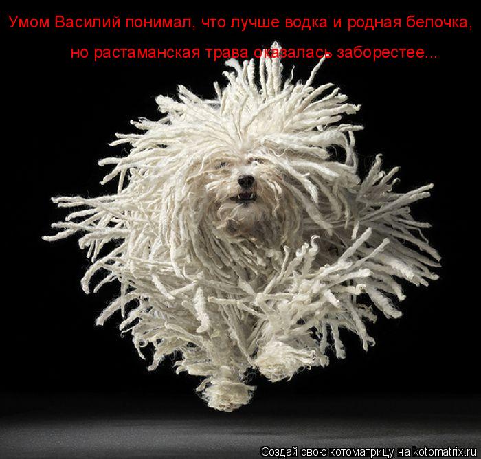 Умом Василий понимал, что лучше водка и родная белочка, но растаманская трава оказалась заборестее..... Котоматрица: Умом Василий понимал, что лучше водка и родная белочка, но растаманская трава оказалась заборестее...