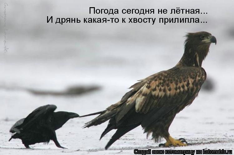 Погода сегодня не лётная... И дрянь какая-то к хвосту прилипла...... Котоматрица: Погода сегодня не лётная... И дрянь какая-то к хвосту прилипла...