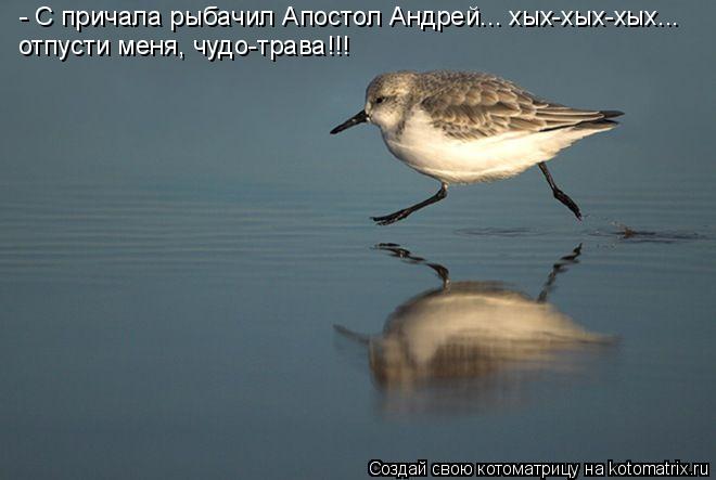 - С причала рыбачил Апостол Андрей... хых-хых-хых... отпусти меня, чудо-трава!!!... Котоматрица: - С причала рыбачил Апостол Андрей... хых-хых-хых... отпусти меня, чудо-трава!!!
