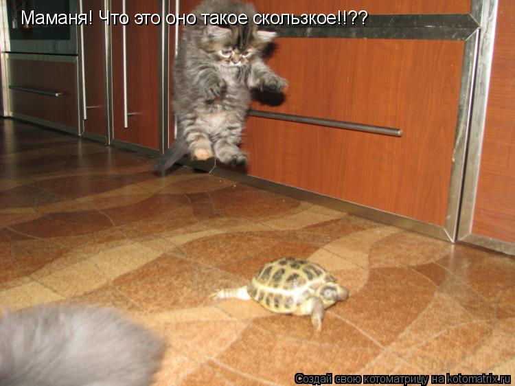 Маманя! Что это оно такое скользкое!!??... Котоматрица: Маманя! Что это оно такое скользкое!!??