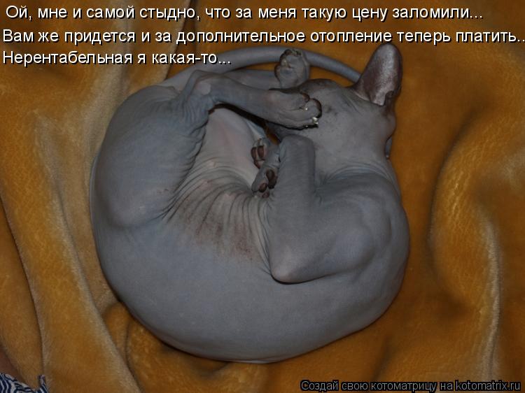 Ой, мне и самой стыдно, что за меня такую цену заломили... Вам же придется и за дополнительное отопле... Котоматрица: Ой, мне и самой стыдно, что за меня такую цену заломили... Вам же придется и за дополнительное отопление теперь платить... Нерентабельная я ка