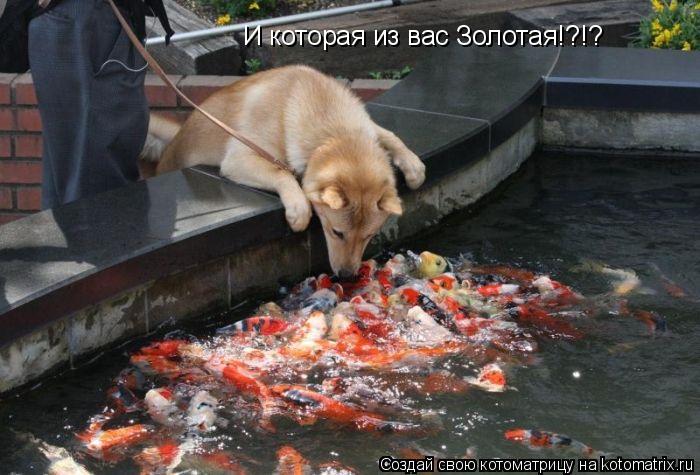 И которая из вас Золотая!?!?... Котоматрица: И которая из вас Золотая!?!?