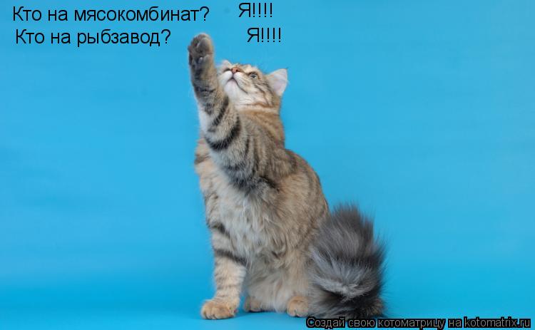 Кто на мясокомбинат? Я!!!! Я!!!! Кто на рыбзавод?... Котоматрица: Кто на мясокомбинат? Я!!!! Я!!!! Кто на рыбзавод?