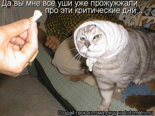 Да вы мне все уши уже прожужжали про эти критические дни....... Котоматрица: Да вы мне все уши уже прожужжали про эти критические дни....