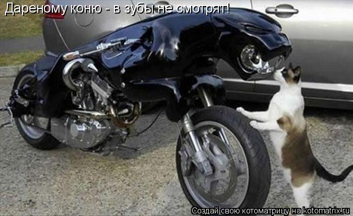 Дареному коню - в зубы не смотрят!... Котоматрица: Дареному коню - в зубы не смотрят!