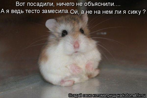 Вот посадили, ничего не объяснили.... А я ведь тесто замесила... Ой, а не на нем ли я сижу ?... Котоматрица: Вот посадили, ничего не объяснили.... А я ведь тесто замесила... Ой, а не на нем ли я сижу ?