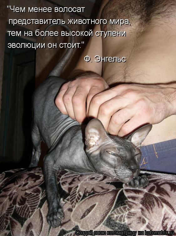 "Чем менее волосат представитель животного мира, тем на более высокой ступени эволюции он стоит." Ф.... Котоматрица: "Чем менее волосат представитель животного мира, тем на более высокой ступени эволюции он стоит." Ф. Энгельс