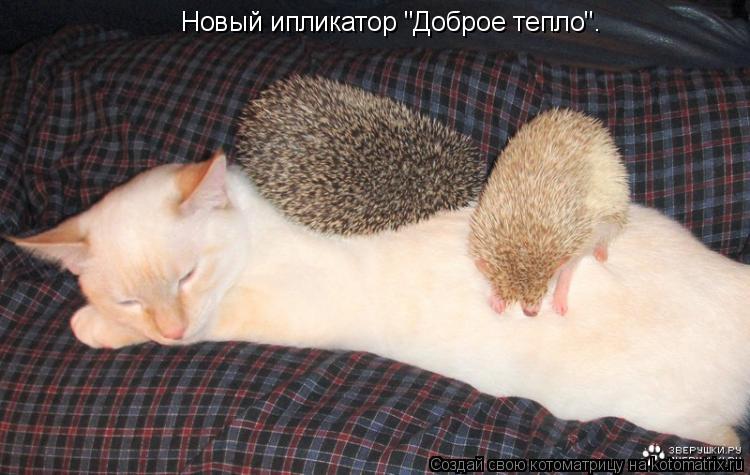 Новый ипликатор "Доброе тепло".... Котоматрица: Новый ипликатор "Доброе тепло".