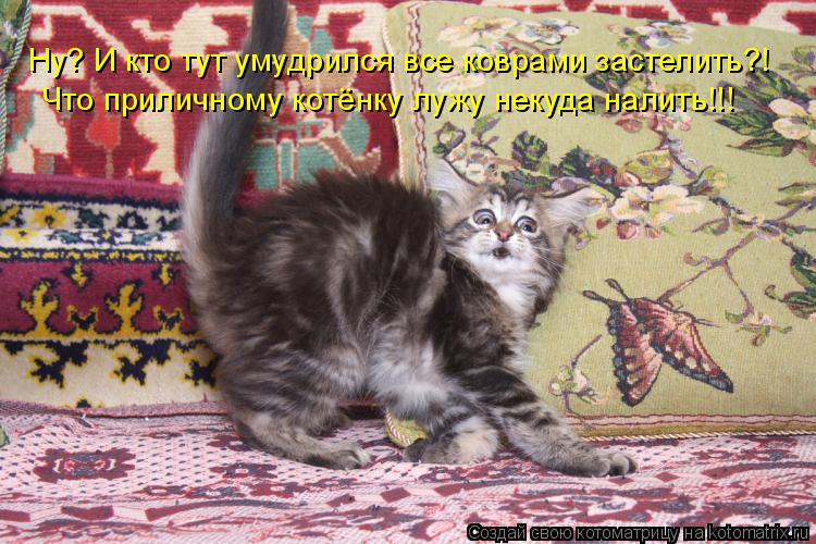 Ну? И кто тут умудрился все коврами застелить?! Что приличному котёнку лужу некуда налить!!!... Котоматрица: Ну? И кто тут умудрился все коврами застелить?! Что приличному котёнку лужу некуда налить!!!