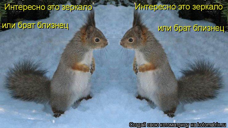 Интересно это зеркало Интересно это зеркало или брат близнец или брат близнец или брат близнец... Котоматрица: Интересно это зеркало Интересно это зеркало или брат близнец или брат близнец или брат близнец