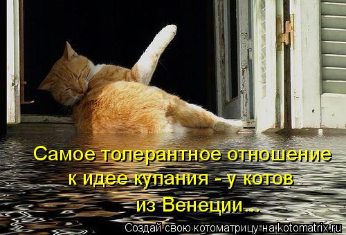 Самое толерантное отношение к идее купания - у котов из Венеции...... Котоматрица: Самое толерантное отношение к идее купания - у котов из Венеции...