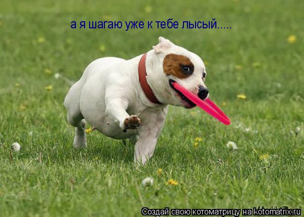 а я шагаю уже к тебе лысый........ Котоматрица: а я шагаю уже к тебе лысый.....