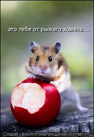 это тебе от рыжего хомяка....... Котоматрица: это тебе от рыжего хомяка....