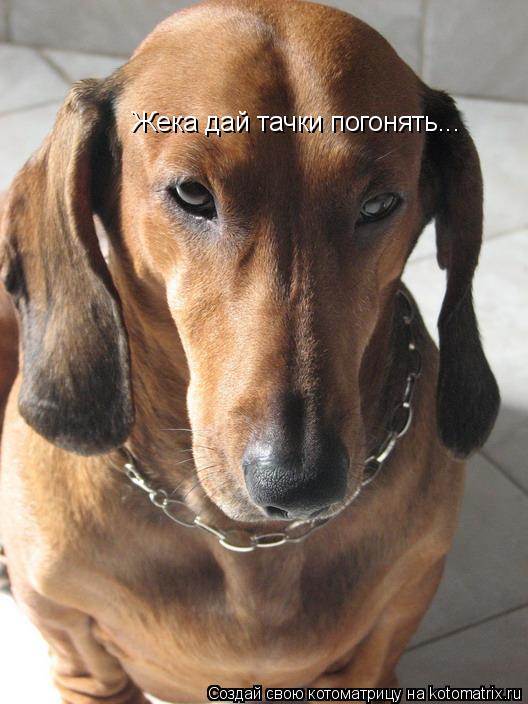 Жека дай тачки погонять...... Котоматрица: Жека дай тачки погонять...