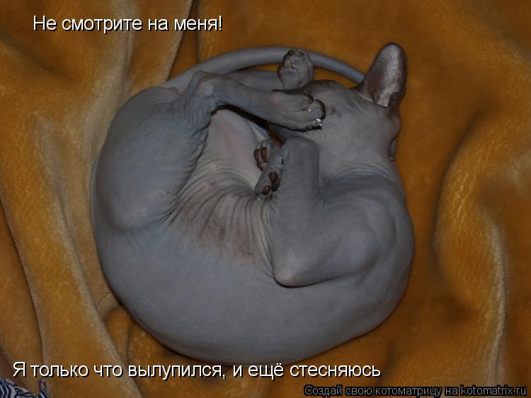 Не смотрите на меня! Я только что вылупился, и ещё стесняюсь... Котоматрица: Не смотрите на меня! Я только что вылупился, и ещё стесняюсь