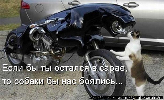Если бы ты остался в сарае, то собаки бы нас боялись...... Котоматрица: Если бы ты остался в сарае, то собаки бы нас боялись...