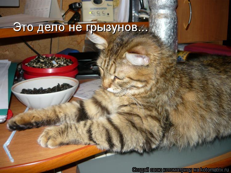 Это дело не грызунов...... Котоматрица: Это дело не грызунов...