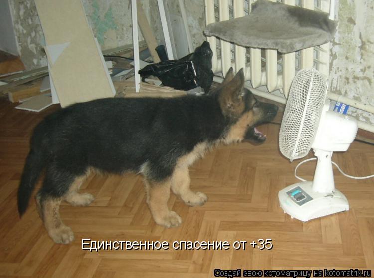 Единственное спасение от +35... Котоматрица: Единственное спасение от +35