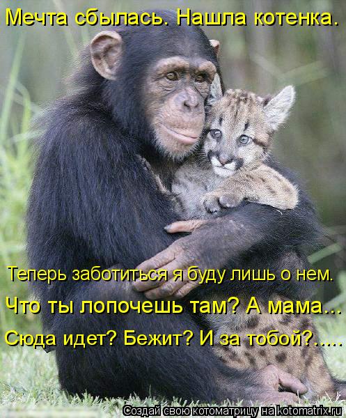 Мечта сбылась. Нашла котенка. Сюда идет? Бежит? И за тобой?..... Что ты лопочешь там? А мама….. Тепе... Котоматрица: Мечта сбылась. Нашла котенка. Сюда идет? Бежит? И за тобой?..... Что ты лопочешь там? А мама….. Теперь заботиться я буду лишь о нем.