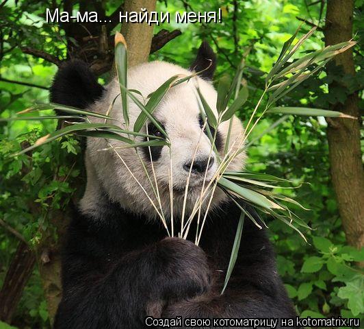 Ма-ма... найди меня!... Котоматрица: Ма-ма... найди меня!