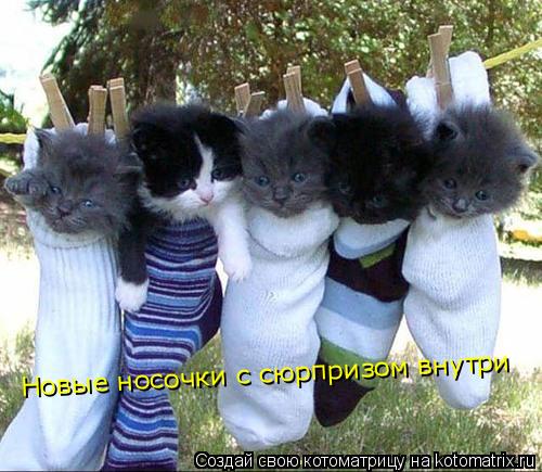 Новые носочки с сюрпризом внутри... Котоматрица: Новые носочки с сюрпризом внутри