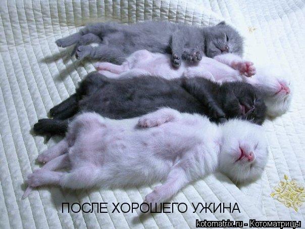 ПОСЛЕ ХОРОШЕГО УЖИНА... Котоматрица: ПОСЛЕ ХОРОШЕГО УЖИНА
