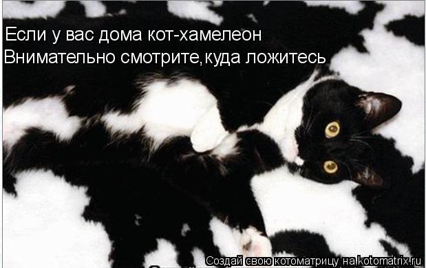 Если у вас дома кот-хамелеон Внимательно смотрите,куда ложитесь... Котоматрица: Если у вас дома кот-хамелеон Внимательно смотрите,куда ложитесь