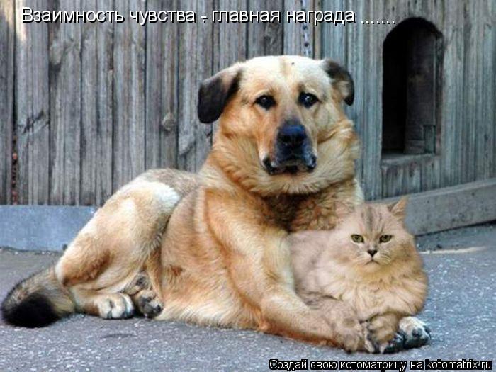 Взаимность чувства – главная награда ....... -... Котоматрица: Взаимность чувства – главная награда ....... -