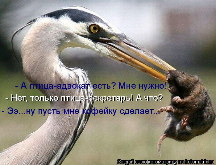 Котоматрица: - А птица-адвокат есть? Мне нужно! - Нет, только птица-секретарь! А что? - Ээ...ну пусть мне кофейку сделает...