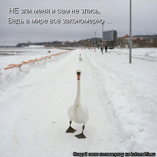 НЕ зли меня и сам не злись, Ведь в мире всё закономерно ...... Котоматрица: НЕ зли меня и сам не злись, Ведь в мире всё закономерно ...