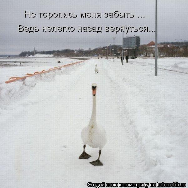 Не торопись меня забыть ... Ведь нелегко назад вернуться...... Котоматрица: Не торопись меня забыть ... Ведь нелегко назад вернуться...
