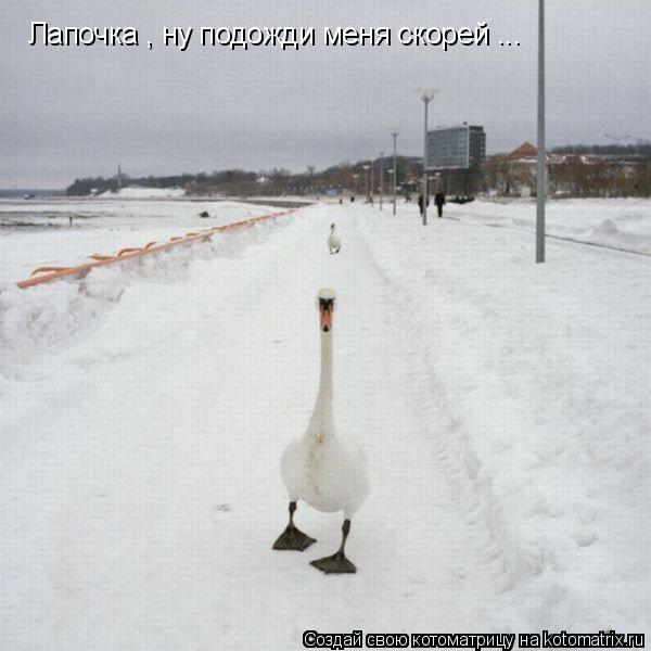 Лапочка , ну подожди меня скорей ...... Котоматрица: Лапочка , ну подожди меня скорей ...