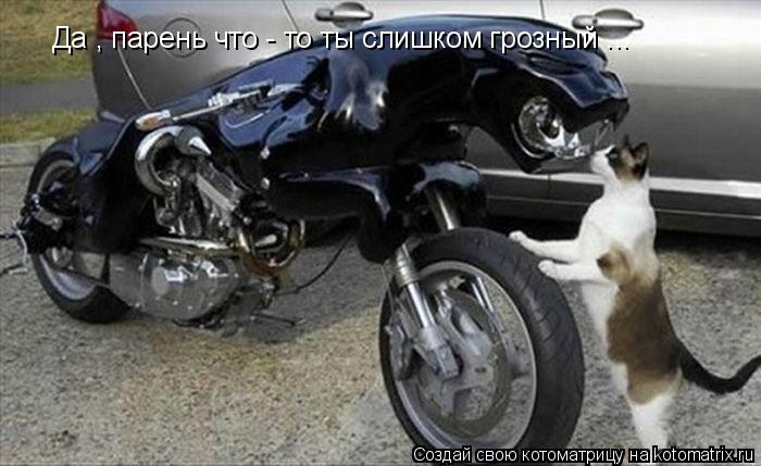 Да , парень что - то ты слишком грозный ...... Котоматрица: Да , парень что - то ты слишком грозный ...