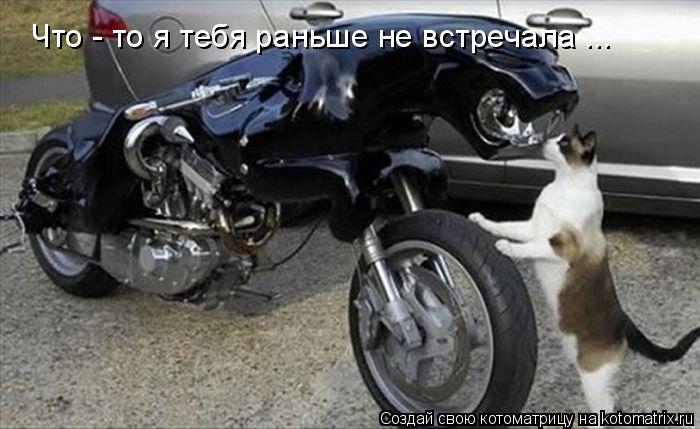 Что - то я тебя раньше не встречала ...... Котоматрица: Что - то я тебя раньше не встречала ...