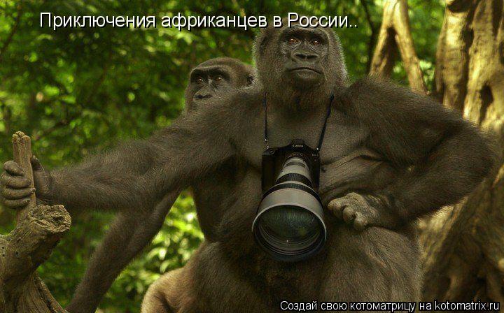 Приключения африканцев в России..... Котоматрица: Приключения африканцев в России..