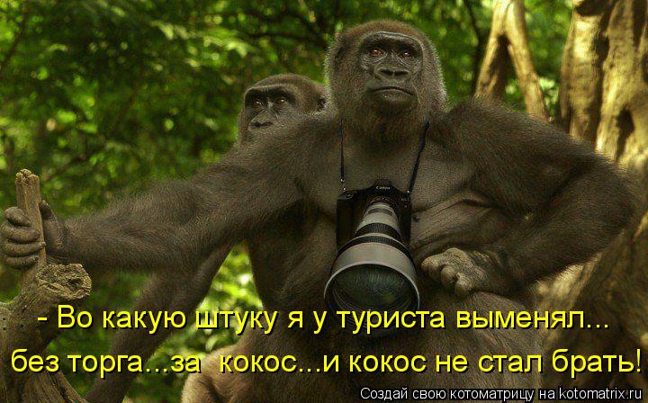 - Во какую штуку я у туриста выменял... без торга...за кокос...и кокос не стал брать!... Котоматрица: - Во какую штуку я у туриста выменял... без торга...за кокос...и кокос не стал брать!