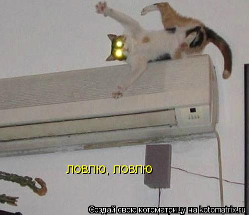 ловлю, ловлю... Котоматрица: ловлю, ловлю