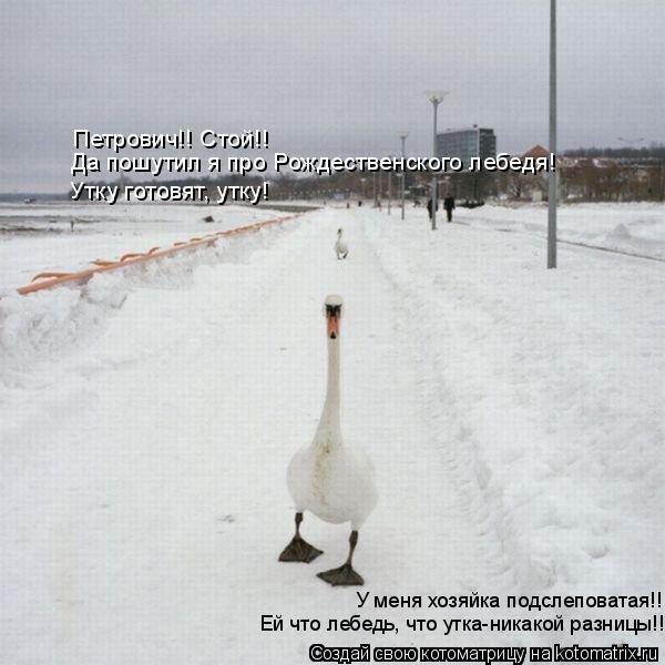 Петрович!! Стой!! Да пошутил я про Рождественского лебедя! Утку готовят, утку! Ей что лебедь, что утк... Котоматрица: Петрович!! Стой!! Да пошутил я про Рождественского лебедя! Утку готовят, утку! Ей что лебедь, что утка-никакой разницы!!! У меня хозяйка подсле