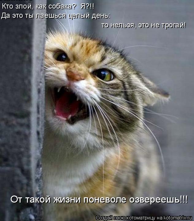 Кто злой, как собака? Я?!! Да это ты лаешься целый день: то нельзя, это не трогай! От такой жизни п... Котоматрица: Кто злой, как собака? Я?!! Да это ты лаешься целый день: то нельзя, это не трогай! От такой жизни поневоле озвереешь!!!