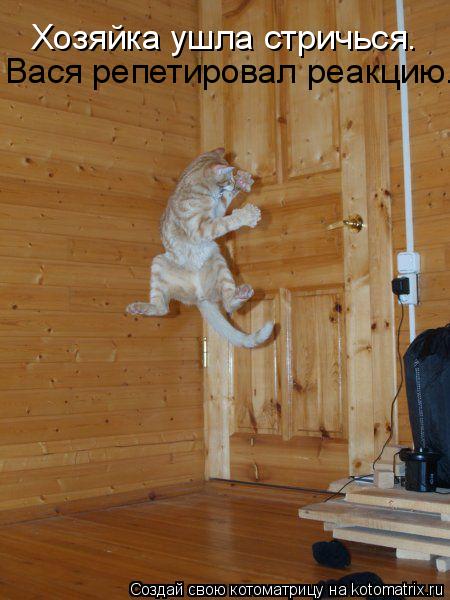Хозяйка ушла стричься. Вася репетировал реакцию.... Котоматрица: Хозяйка ушла стричься. Вася репетировал реакцию.