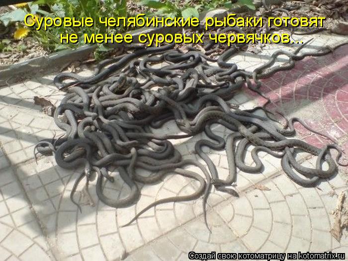 Суровые челябинские рыбаки готовят не менее суровых червячков...... Котоматрица: Суровые челябинские рыбаки готовят не менее суровых червячков...